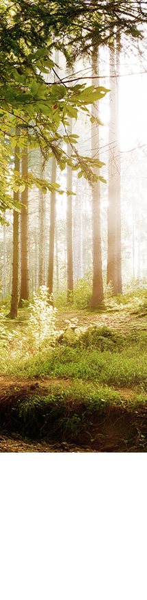 Acıbadem Konakları