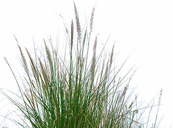 Acıbadem Konakları